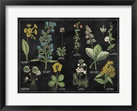 Botanical Floral Chart I Black and White Fine Art Print