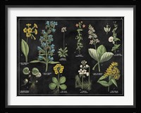 Botanical Floral Chart I Black and White Framed Print