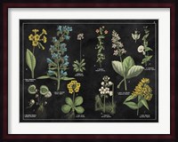 Botanical Floral Chart I Black and White Fine Art Print
