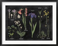 Botanical Floral Chart II Black and White Framed Print