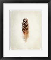 Feather I Framed Print