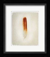 Feather II Fine Art Print