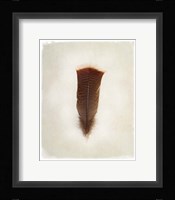 Feather III Fine Art Print
