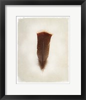 Feather III Framed Print