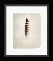 Feather IV Fine Art Print