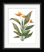 Bright Bromeliad Fine Art Print
