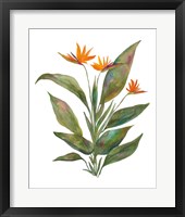 Bright Bromeliad Fine Art Print