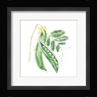 Garden Delight XI Framed Print