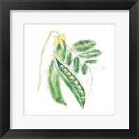 Garden Delight XI Framed Print