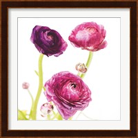 Spring Ranunculus I Fine Art Print