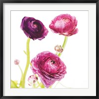 Spring Ranunculus I Fine Art Print
