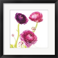 Spring Ranunculus I Framed Print