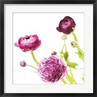 Spring Ranunculus II Fine Art Print