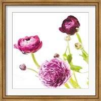 Spring Ranunculus II Fine Art Print
