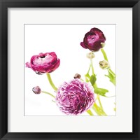 Spring Ranunculus II Framed Print