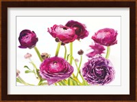 Spring Ranunculus III Fine Art Print