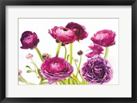 Spring Ranunculus III Framed Print