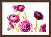 Spring Ranunculus IV Fine Art Print