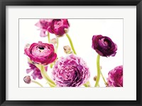 Spring Ranunculus IV Framed Print
