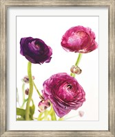 Spring Ranunculus V Fine Art Print