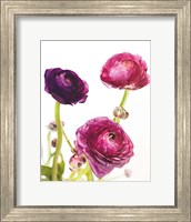 Spring Ranunculus V Fine Art Print