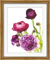 Spring Ranunculus VI Fine Art Print