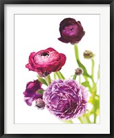Spring Ranunculus VI Fine Art Print
