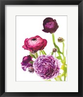 Spring Ranunculus VI Framed Print