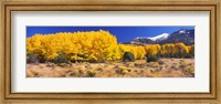 Golden Aspen Trees, Colorado Fine Art Print