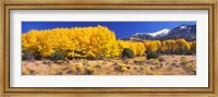Golden Aspen Trees, Colorado Fine Art Print