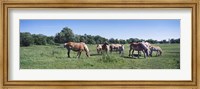 Belgium horses in a Minnesota field Fine Art Print
