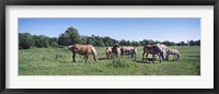 Belgium horses in a Minnesota field Fine Art Print