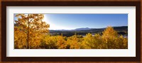 Trees at Oxbow Bend, Grand Teton National Park, Wyoming Fine Art Print