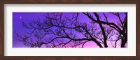 Tree at Dusk, Purple Sky Fine Art Print