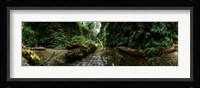 Fern Canyon, Redwood National Park Fine Art Print