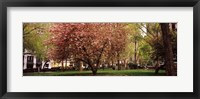 Cherry blossom in  Madison Square Park, New York Fine Art Print