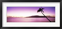 Palm Tree on Purple, Maui, Hawaii Fine Art Print