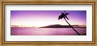 Palm Tree on Purple, Maui, Hawaii Fine Art Print