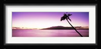 Palm Tree on Purple, Maui, Hawaii Fine Art Print