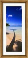Palm Tree Shadow, Tahiti, French Polynesia Fine Art Print