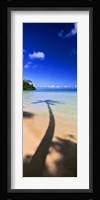 Palm Tree Shadow, Tahiti, French Polynesia Fine Art Print