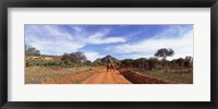 Elephant in Tsavo East National Park, Kenya Fine Art Print