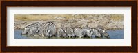 Burchell's Zebras, Etosha National Park, Namibia Fine Art Print