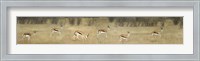 Springbok, Etosha National Park, Namibia Fine Art Print