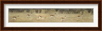 Springbok, Etosha National Park, Namibia Fine Art Print