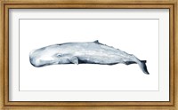 Whale Portrait II Fine Art Print