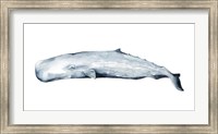 Whale Portrait II Fine Art Print