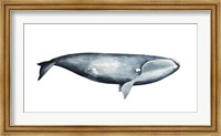 Whale Portrait III Fine Art Print
