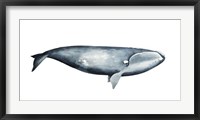 Whale Portrait III Fine Art Print