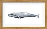 Whale Portrait IV Fine Art Print